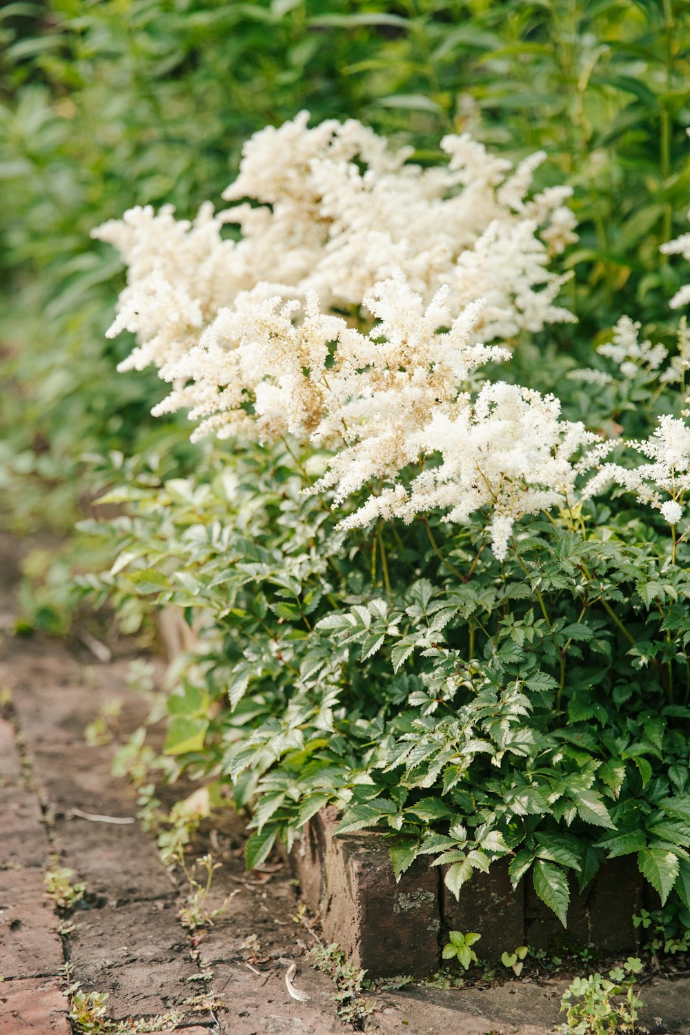 a bunch of white flowers in a garden