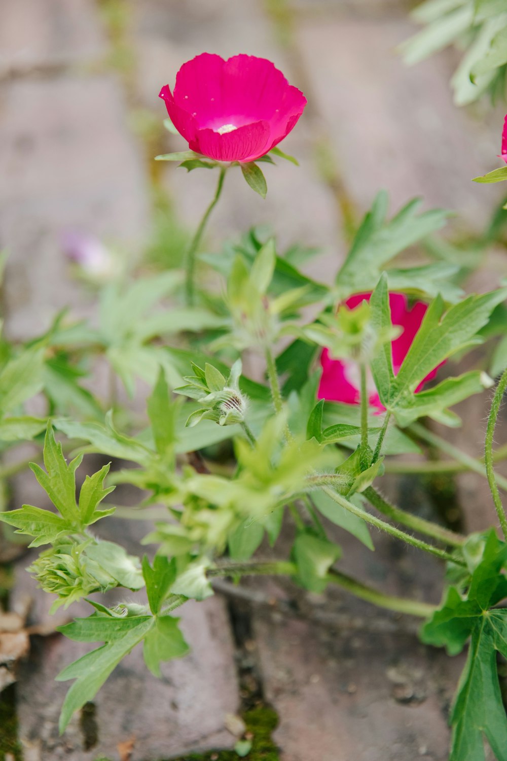 a close up of a pink flower on a plant