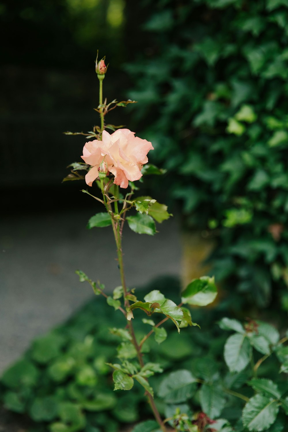 a pink rose is growing in a garden