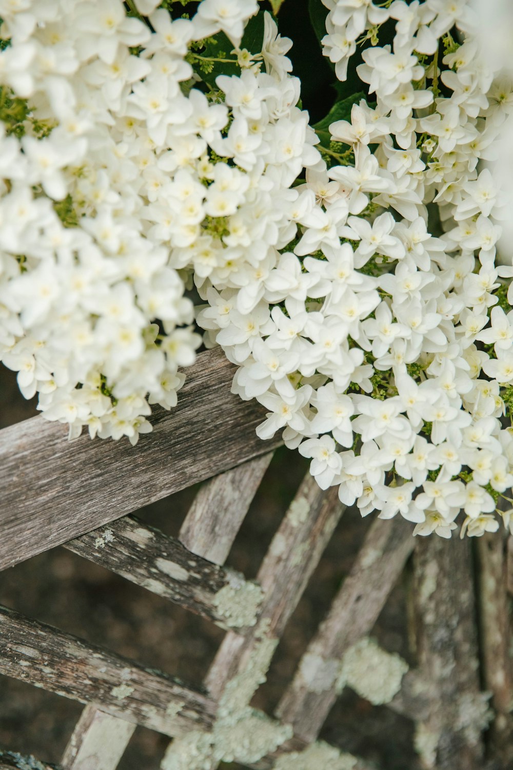a bunch of white flowers sitting on top of a wooden bench