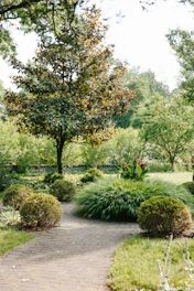 a path through a lush green park filled with trees