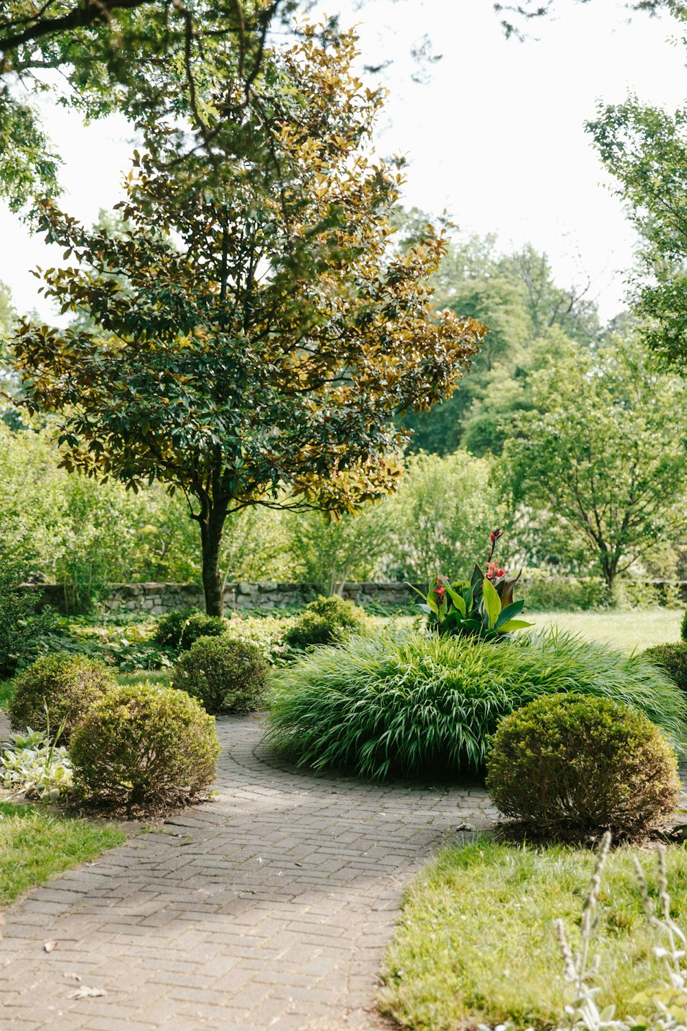 a path through a lush green park filled with trees