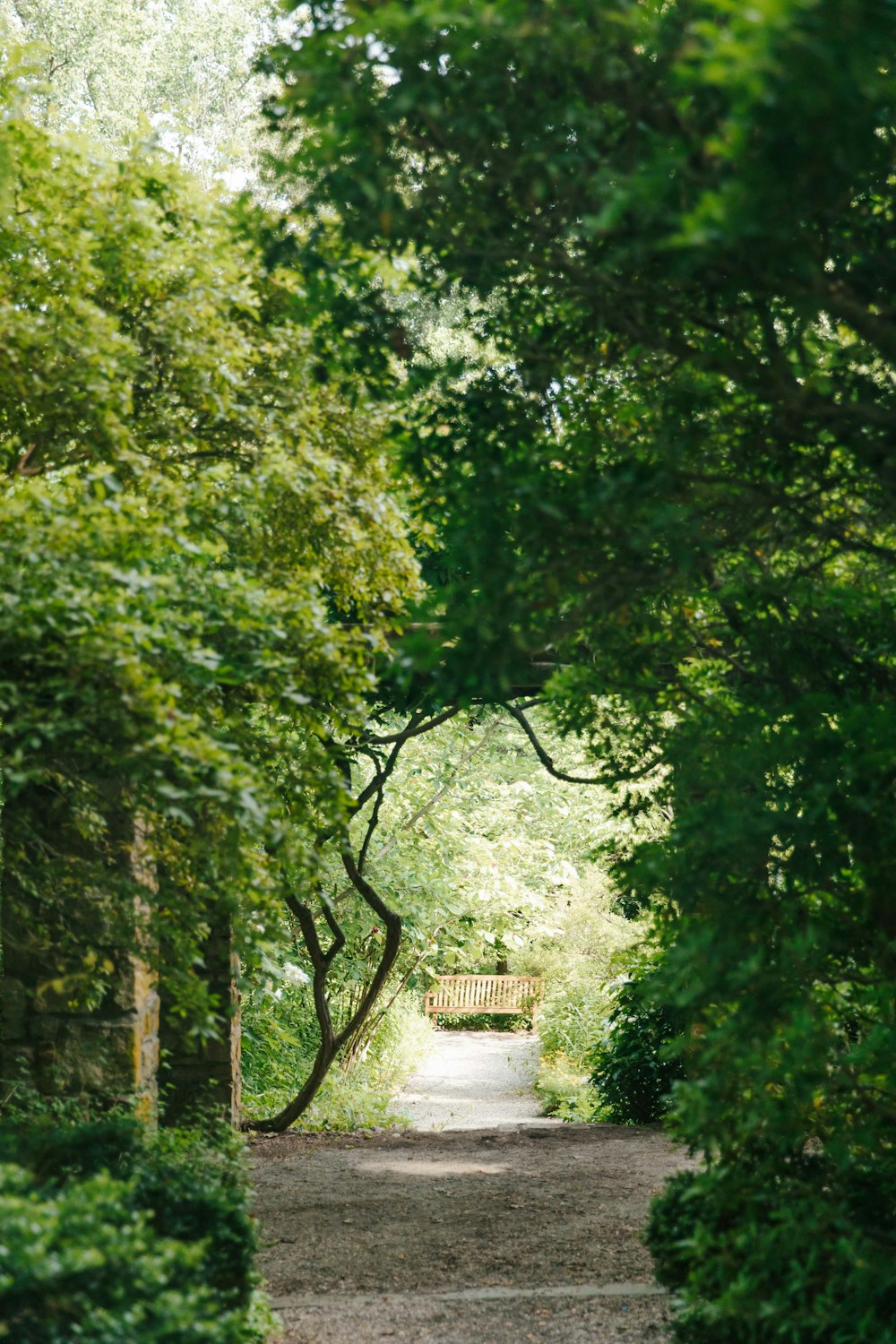 a dirt road surrounded by trees and bushes