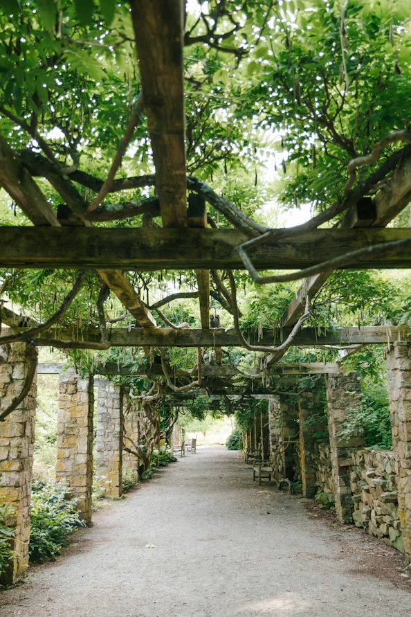 a stone walkway with a bunch of trees growing over it