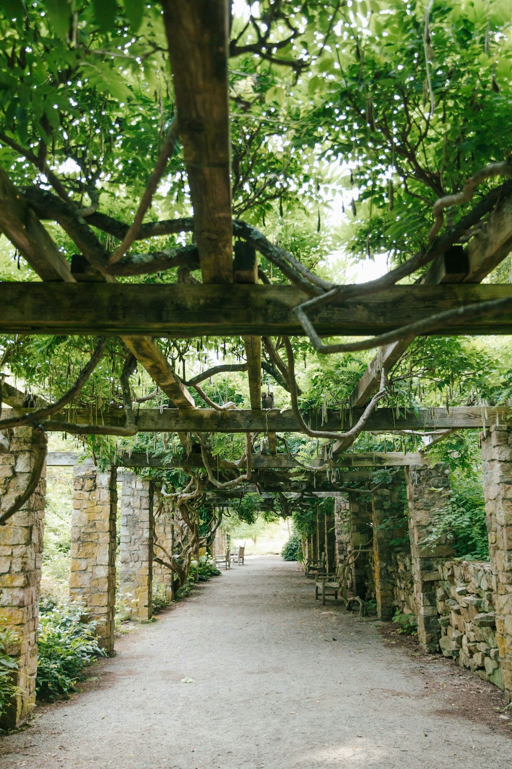 a stone walkway with a bunch of trees growing over it