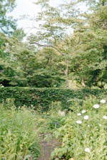 Overgrown Backyard