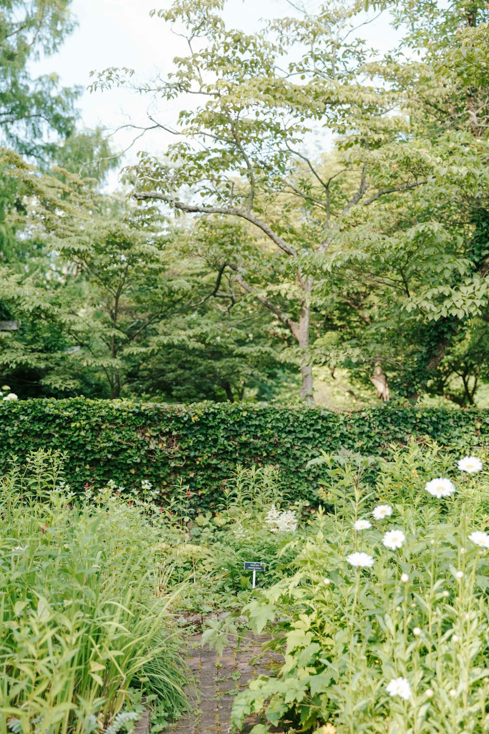 a path through a lush green forest filled with white flowers