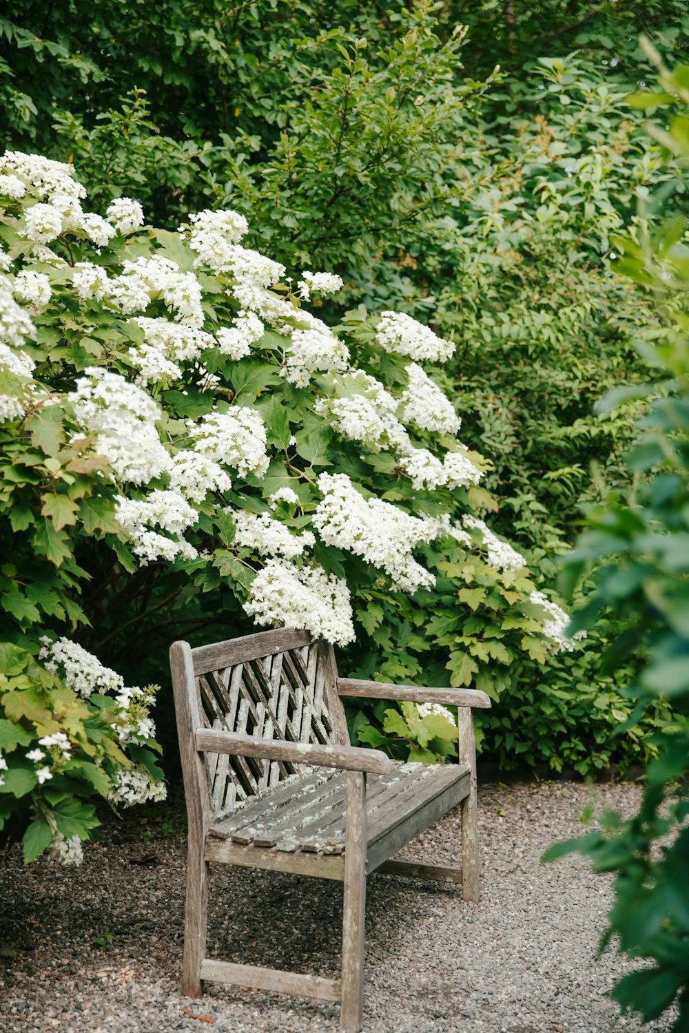 a wooden bench sitting next to a bush of white flowers