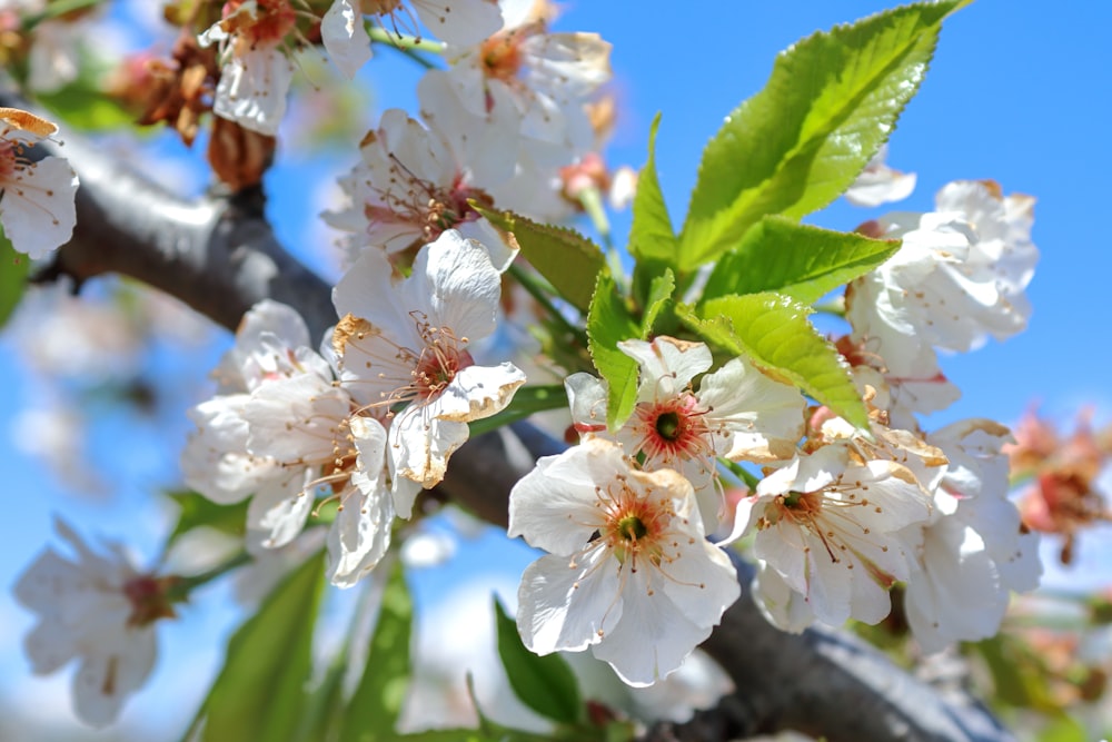 a tree with white flowers and green leaves