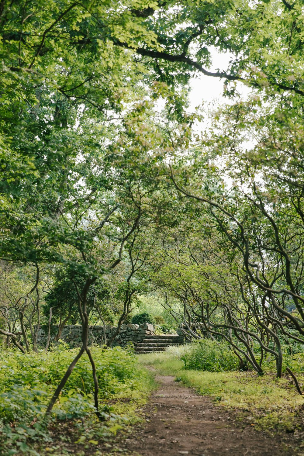 a dirt path in the middle of a forest