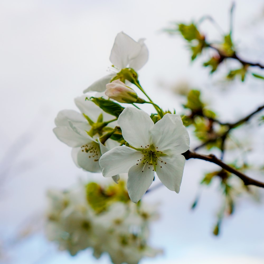 a branch of a tree with white flowers