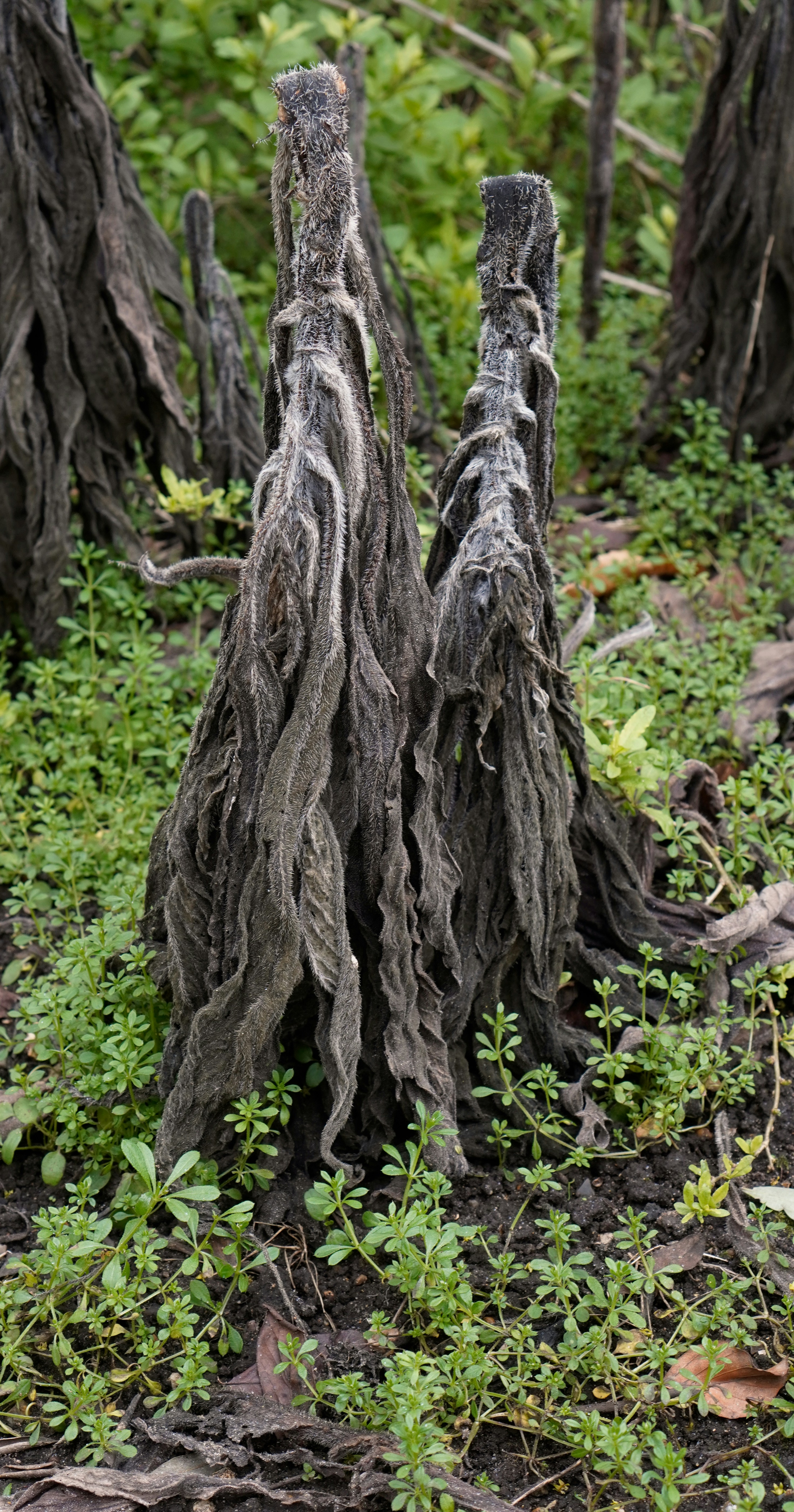 a couple of trees that are in the grass