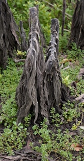 a couple of trees that are in the grass