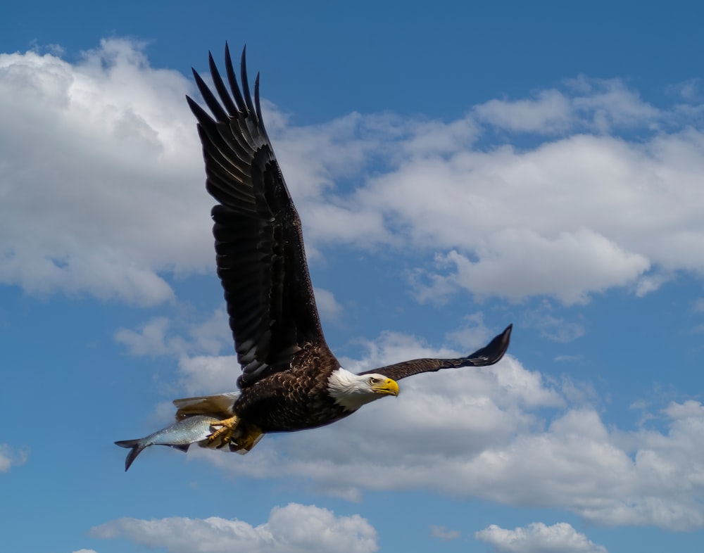 un águila calva volando a través de un cielo azul nublado