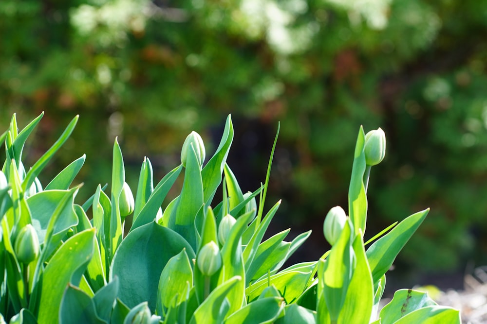 a close up of a plant with green leaves
