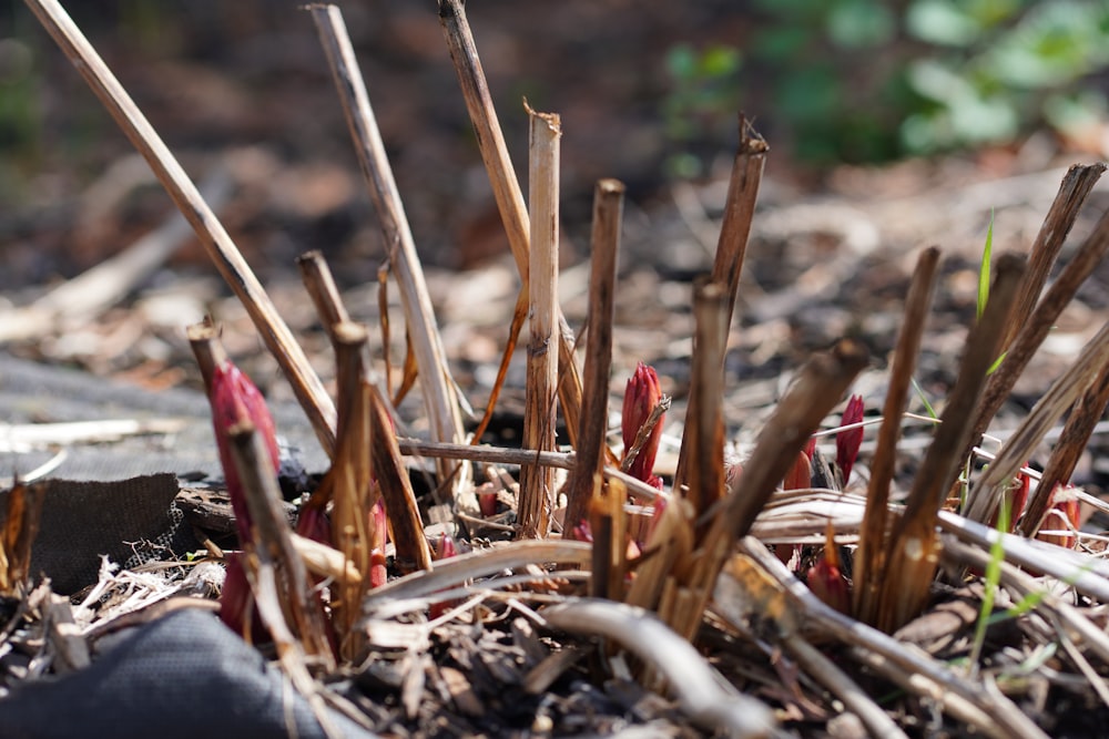 a close up of some plants in the dirt