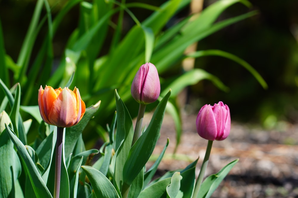 a group of pink and orange tulips in a garden