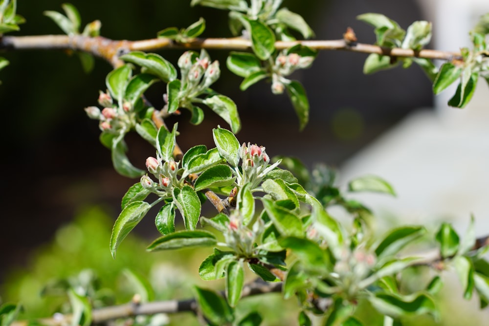 a close up of a tree branch with small flowers