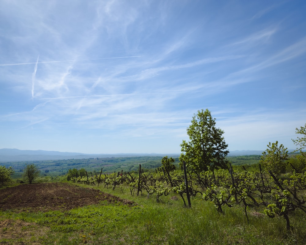 a field with a dirt road and trees