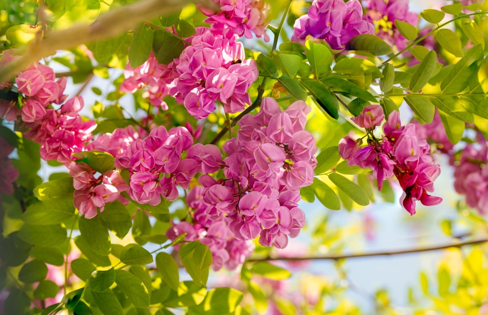 a bunch of pink flowers hanging from a tree