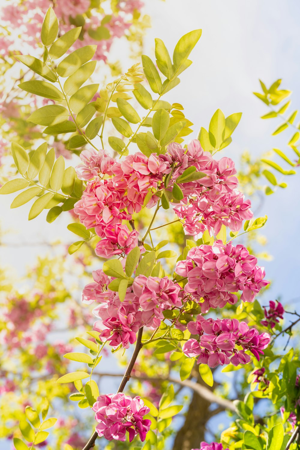 a tree with pink flowers and green leaves