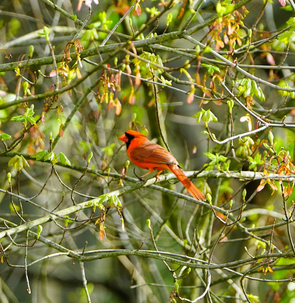 a red bird sitting on a branch of a tree