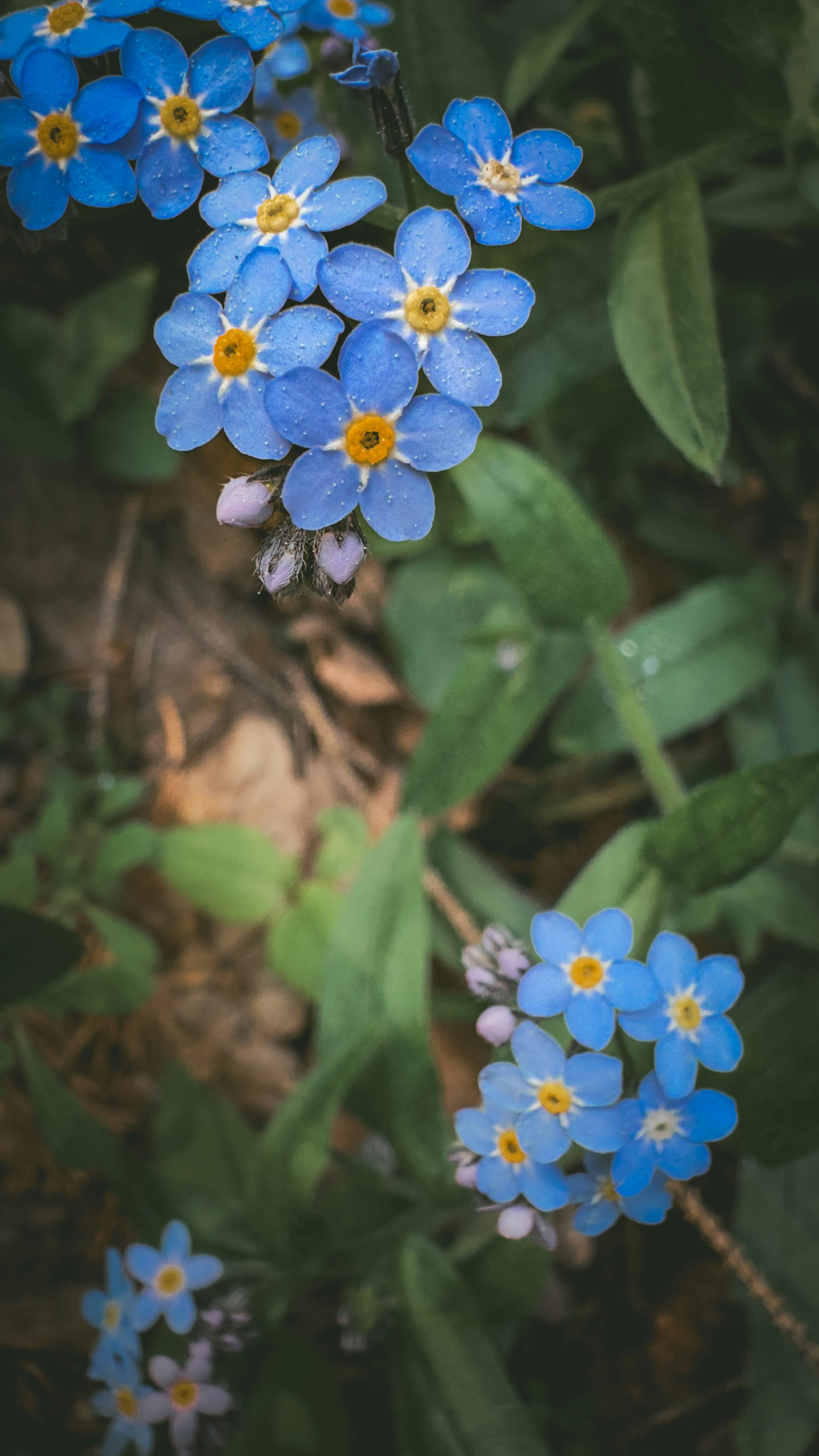 a bunch of blue flowers that are in the grass