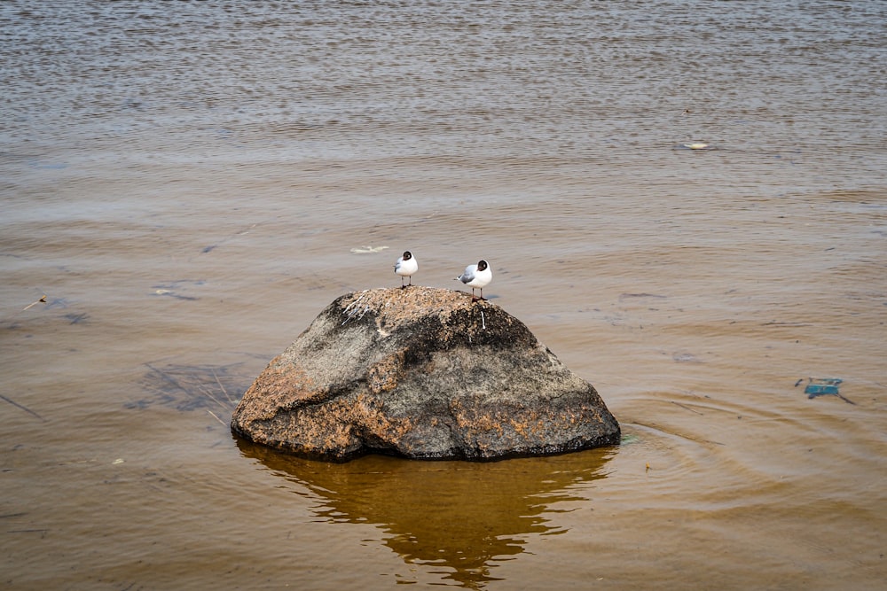 three seagulls sitting on a rock in the water