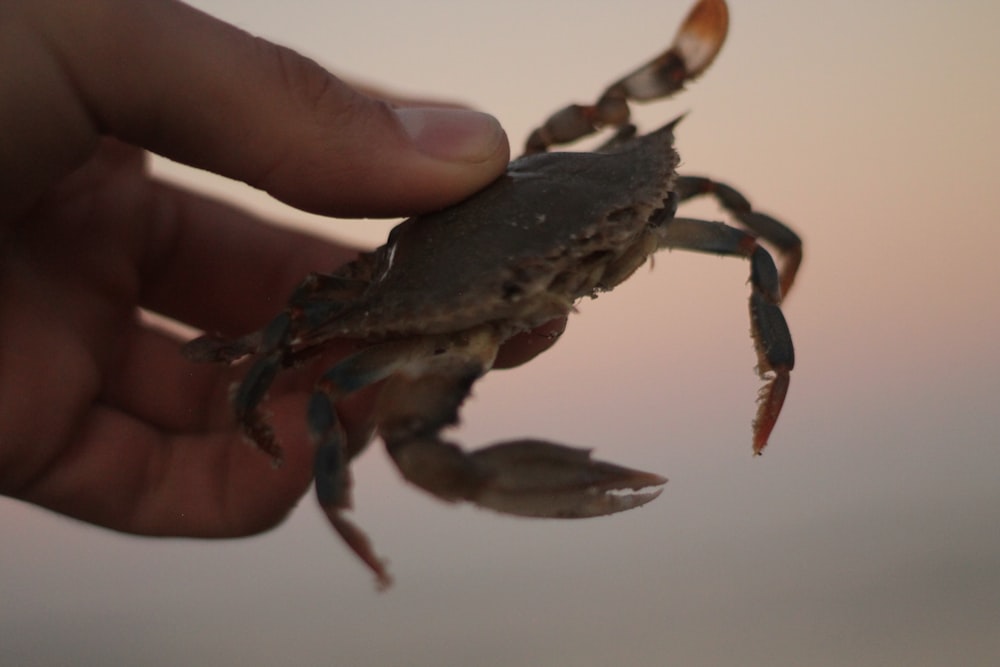a person holding a crab in their hand