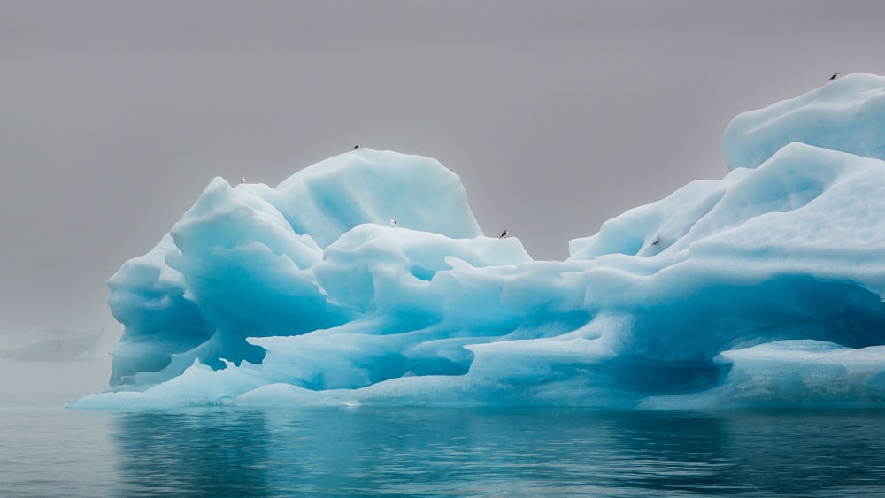 a group of birds sitting on top of an iceberg