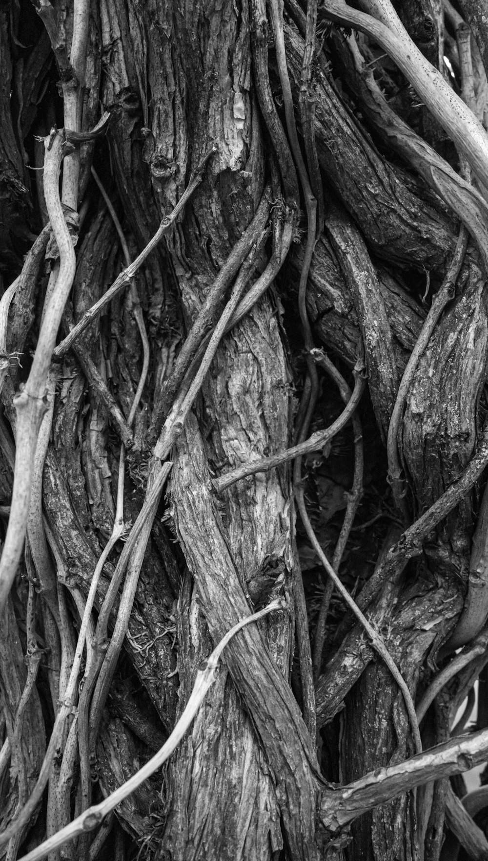 black and white photograph of a tree with vines on it