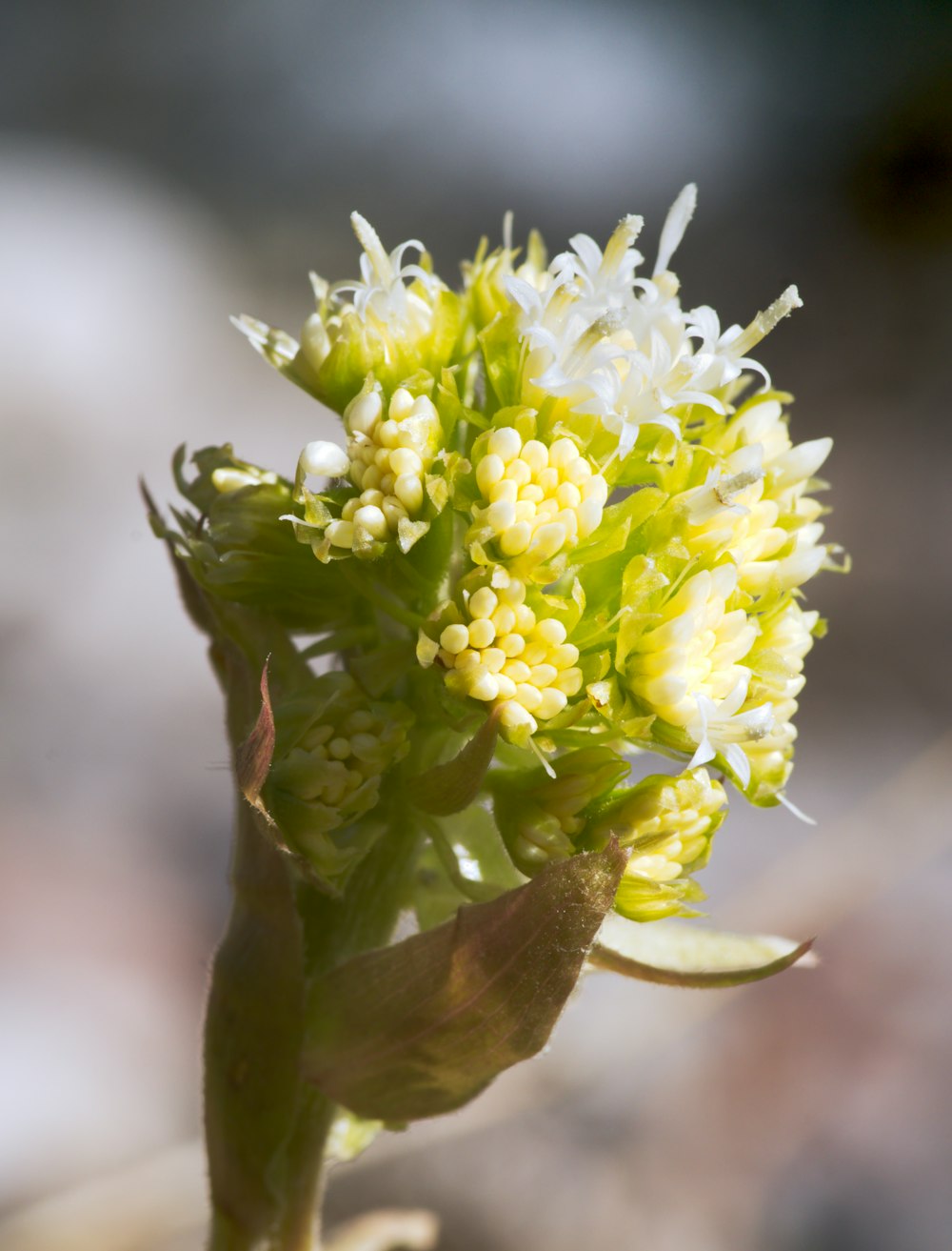 a close up of a flower with a blurry background