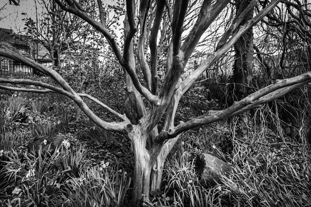 a black and white photo of a tree in a field