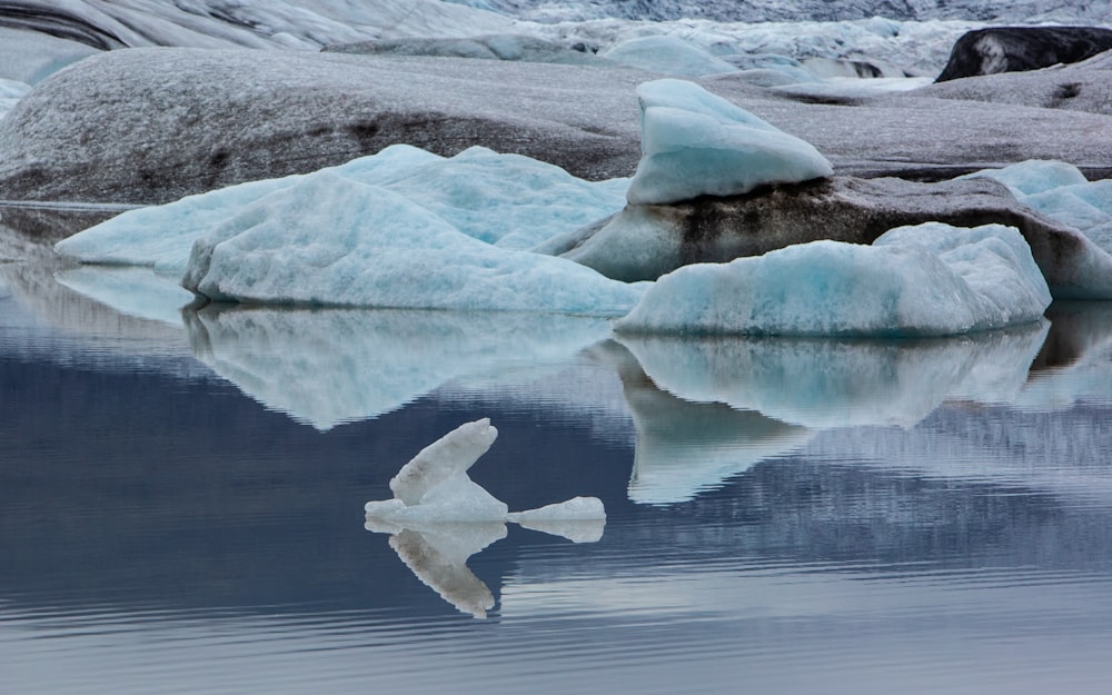a bird flying over a body of water with icebergs in the background