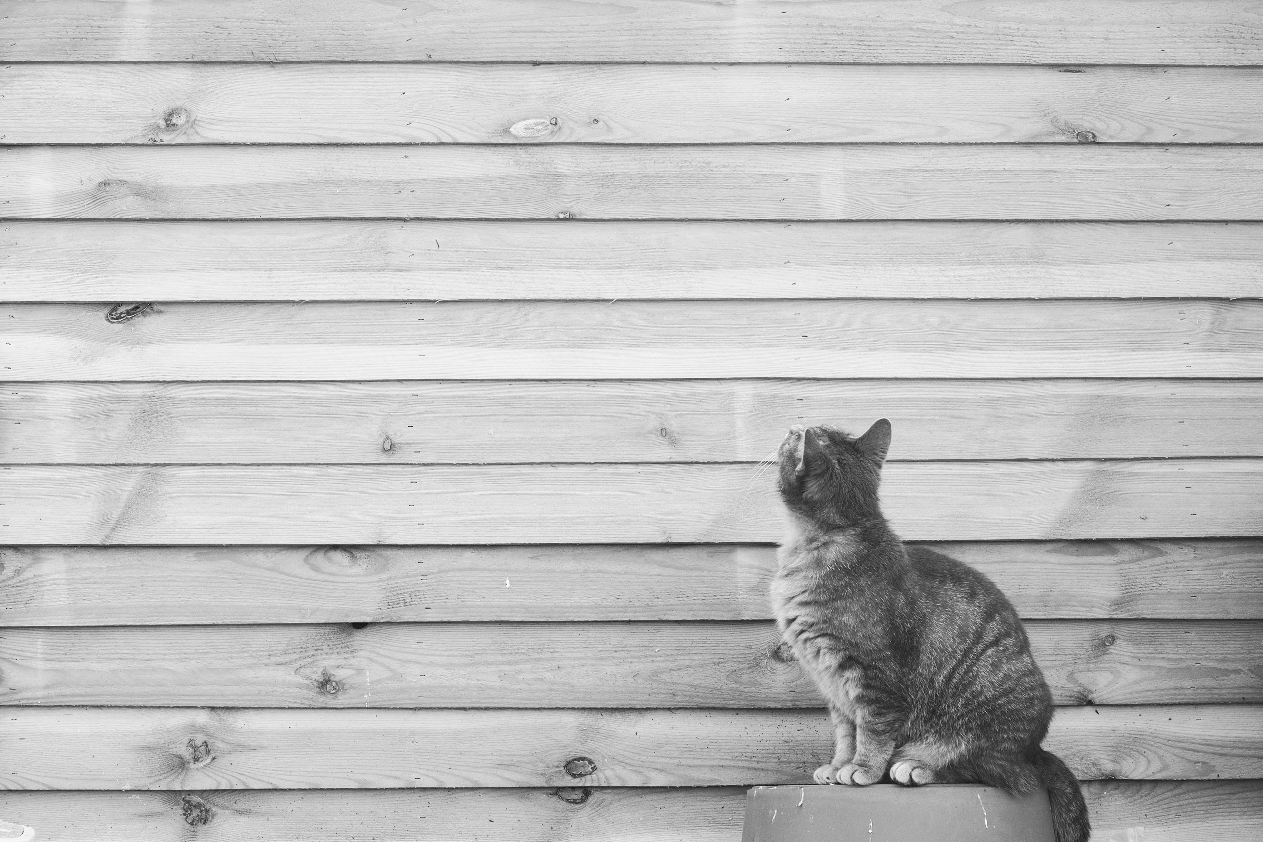Vertical Territory Creates a Feline Playground (image credits: unsplash)