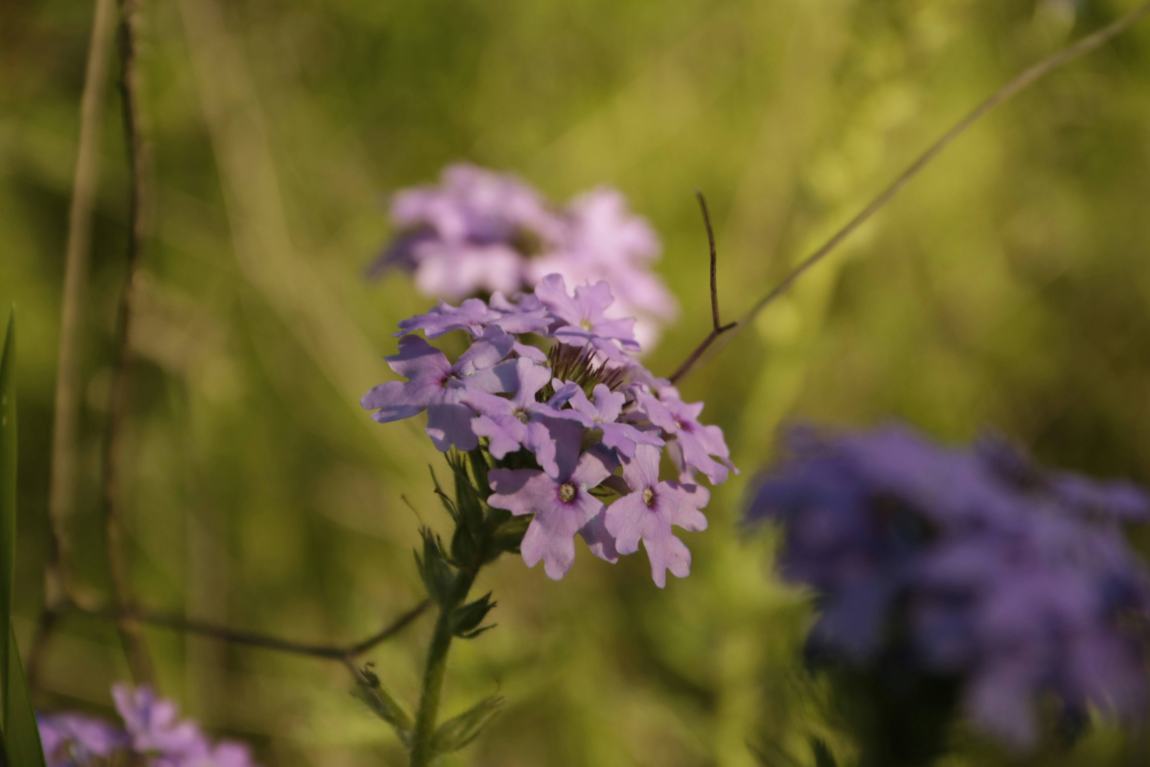 Photo by bellerod123