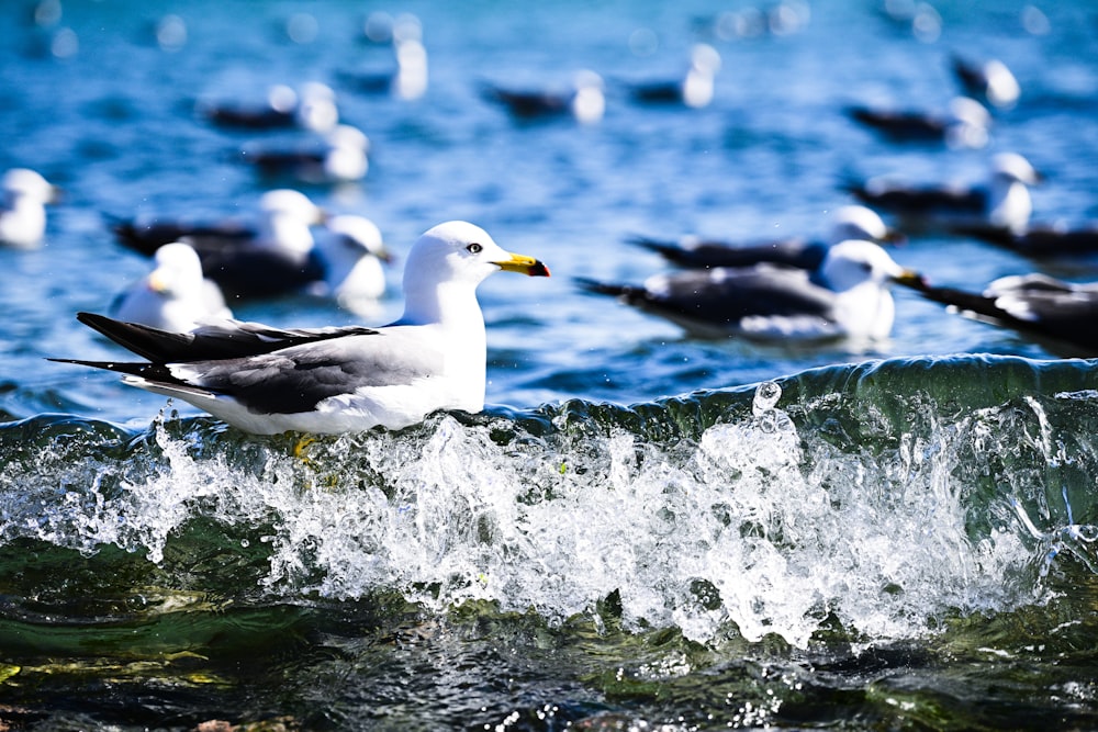 a flock of seagulls sitting on top of a wave