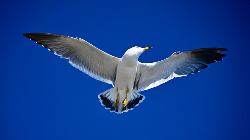 a white bird flying through a blue sky