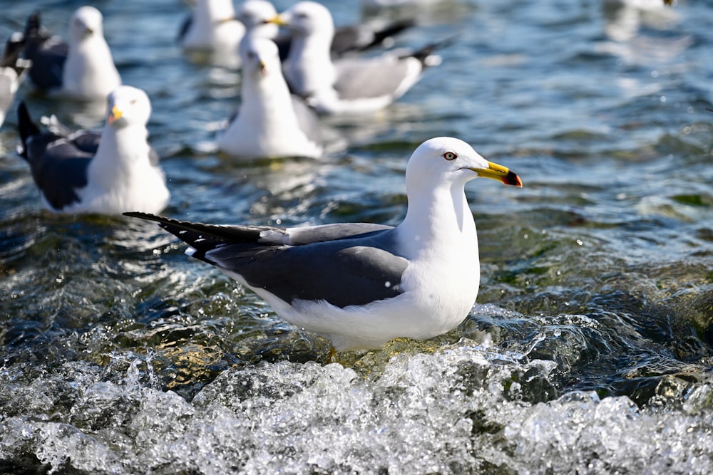 a flock of seagulls are swimming in the water