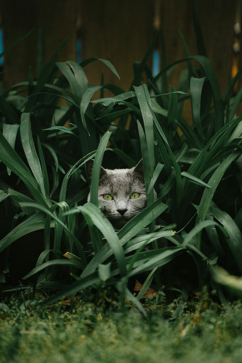 고양이 한 마리가 키 큰 풀밭에 숨어 있습니다