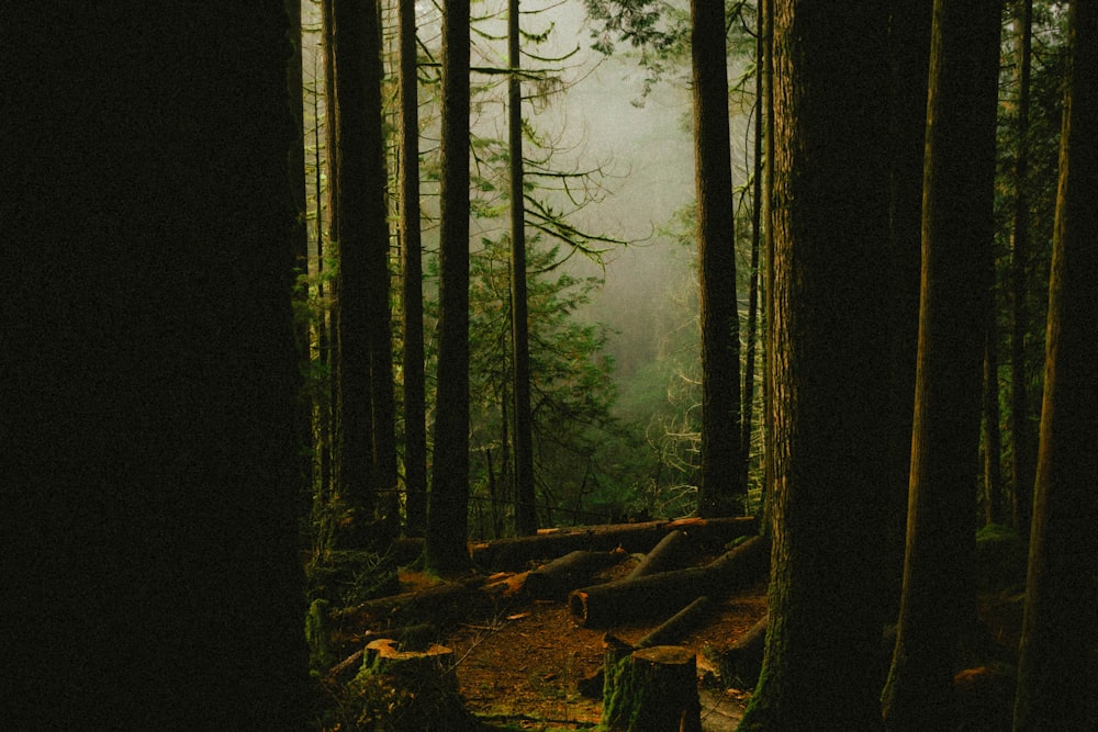 a forest filled with lots of tall trees