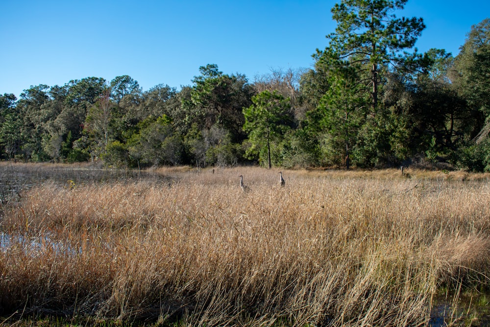 a field with tall grass and trees in the background