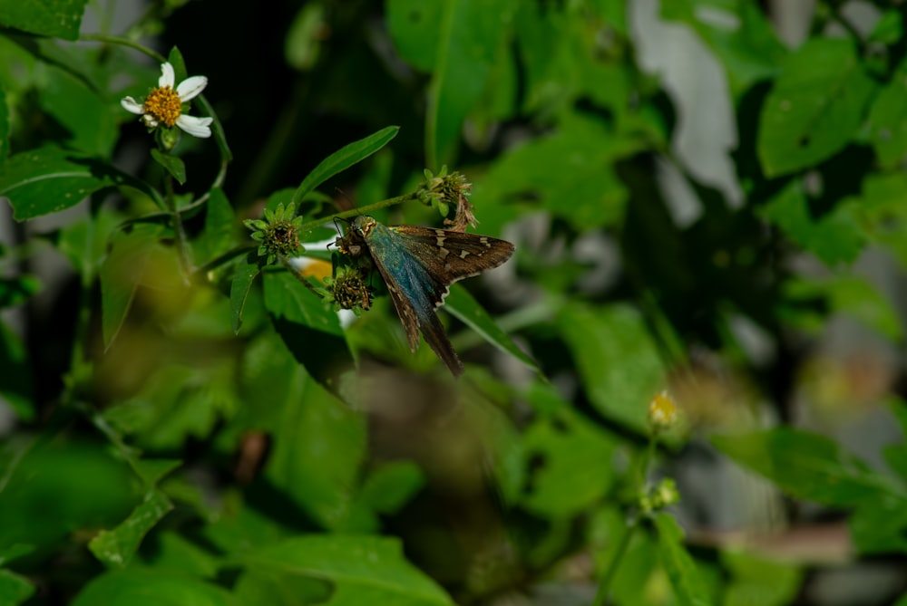 a bug sitting on top of a green plant