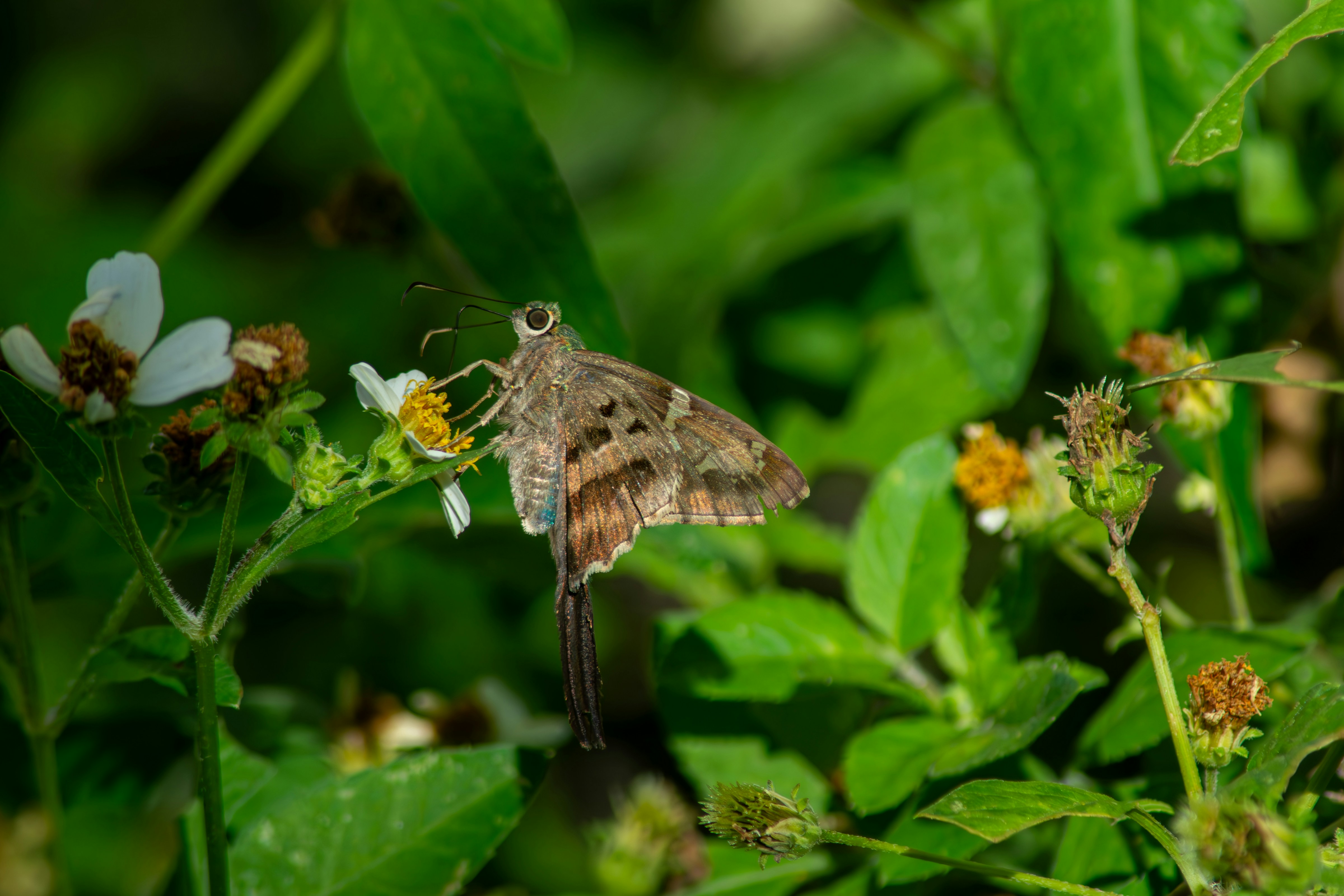 a small brown and white butterfly sitting on a flower