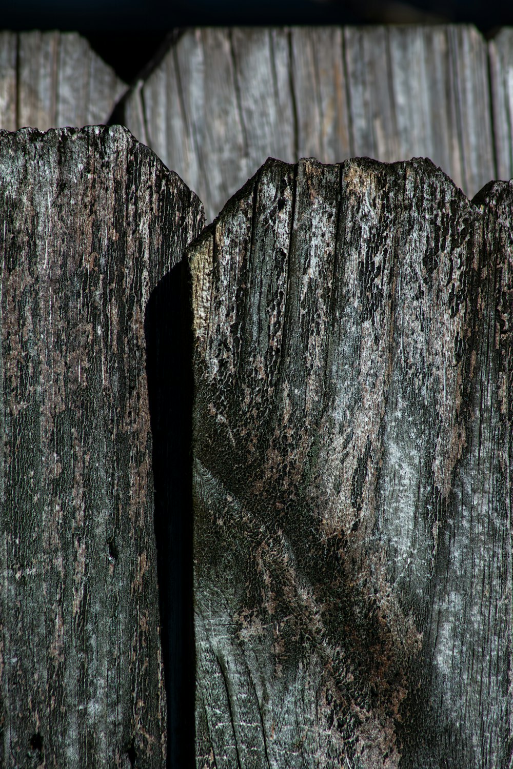 a bird perched on top of a wooden fence