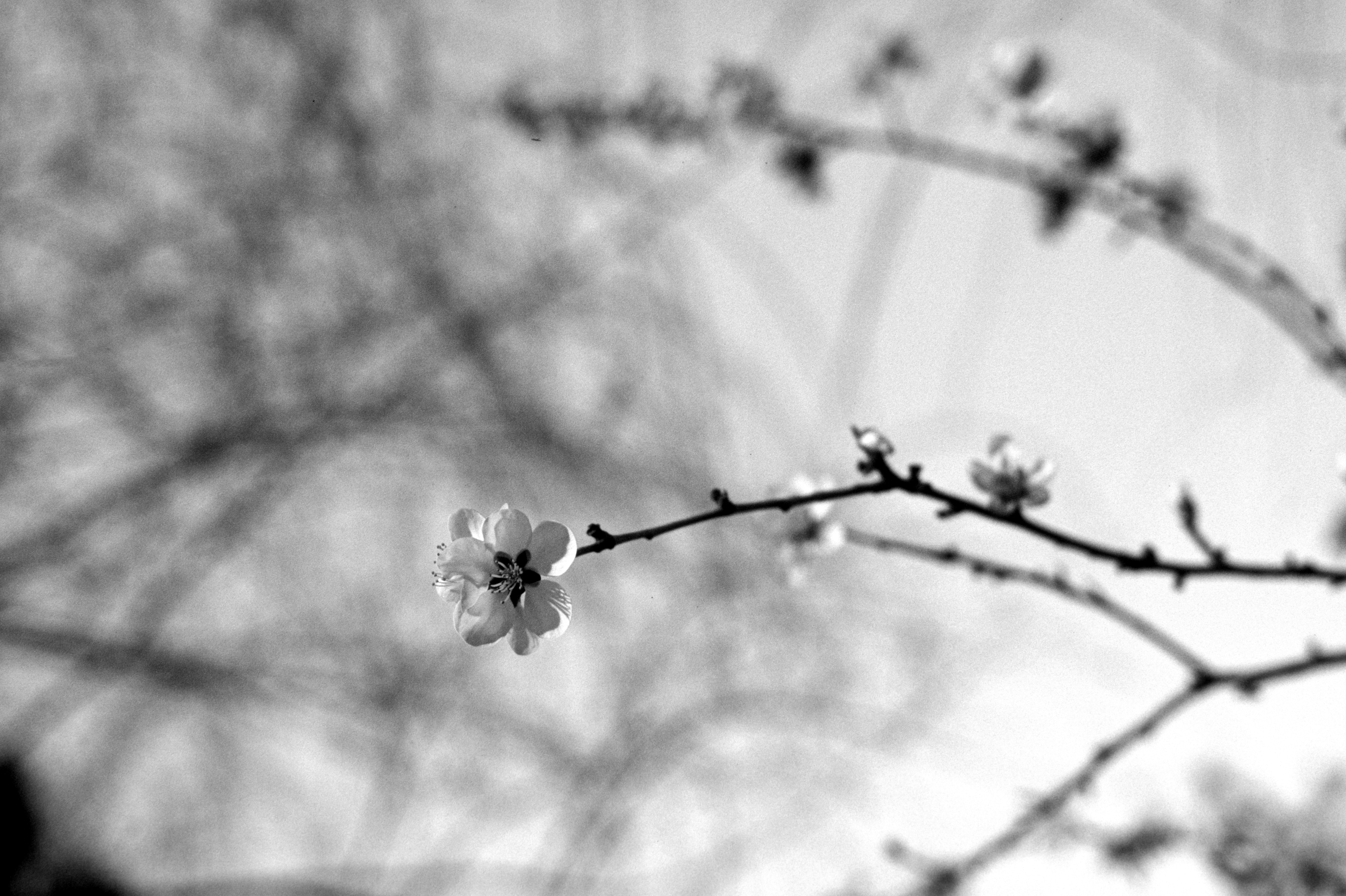 Photo by greedwolf97