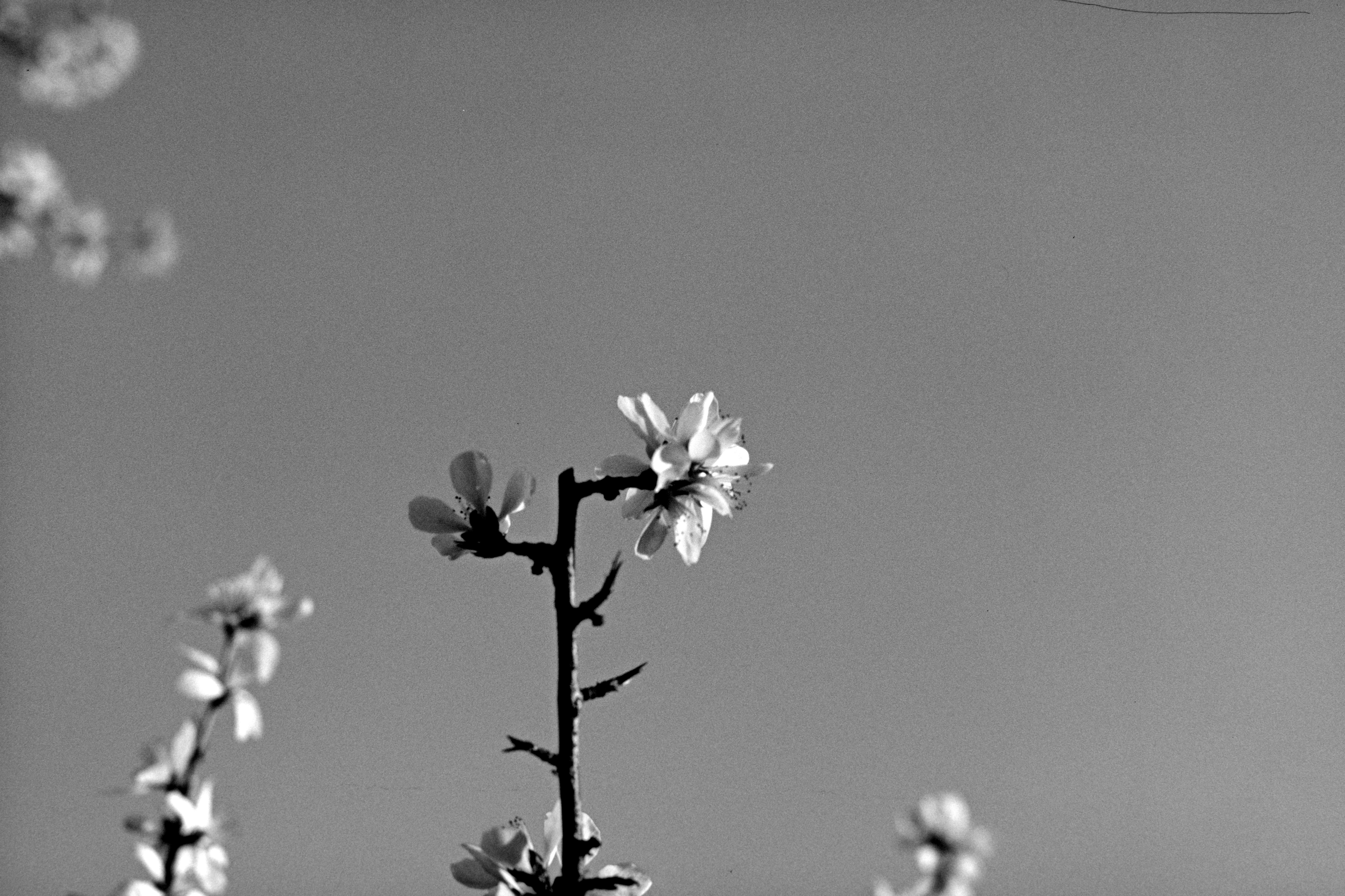 Photo by greedwolf97