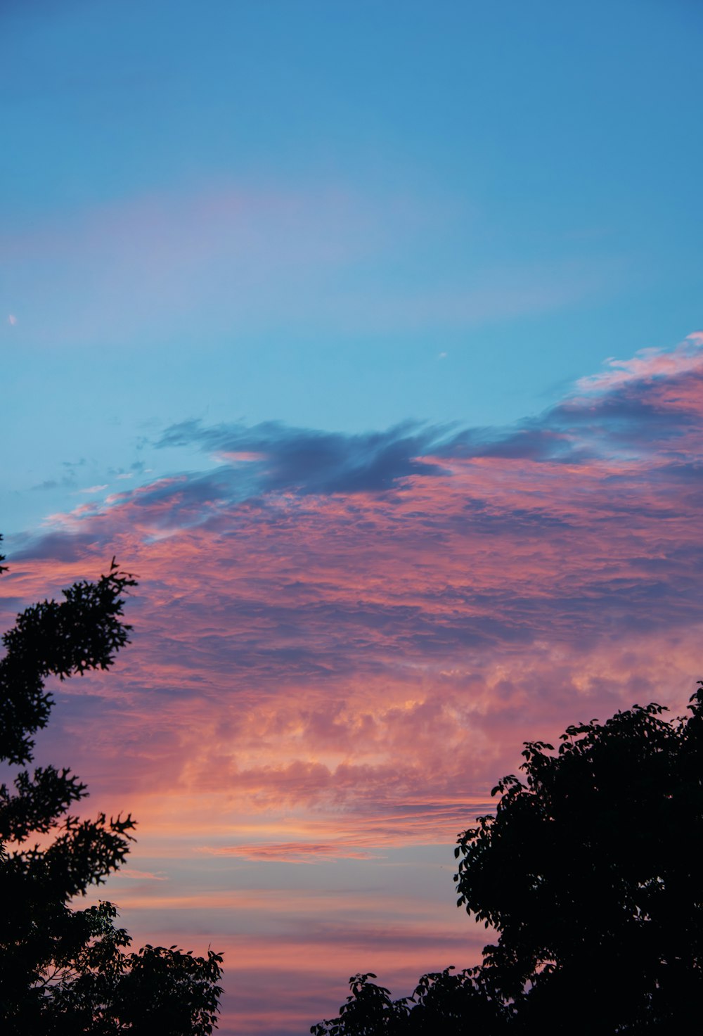 a pink and blue sky with clouds and trees