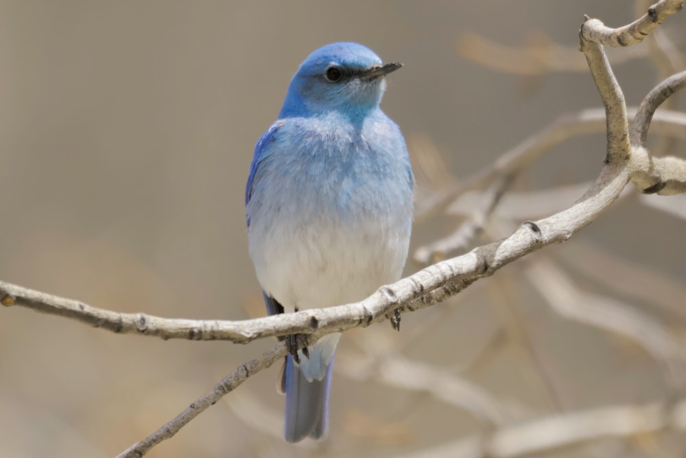 a blue and white bird sitting on a tree branch