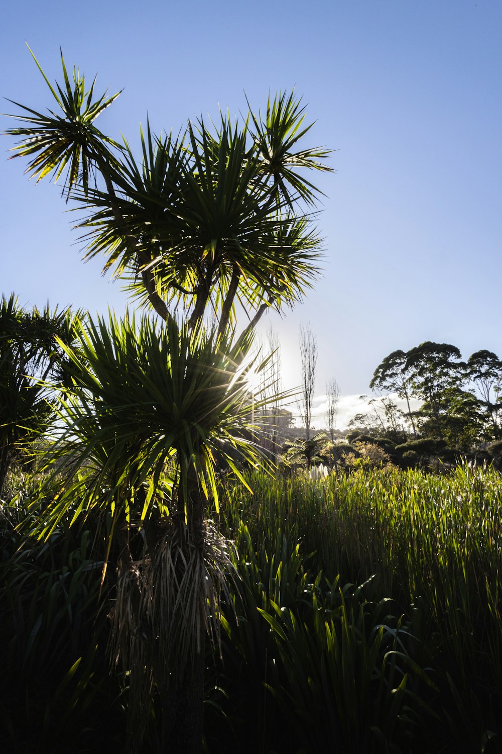 the sun shines through the leaves of a palm tree